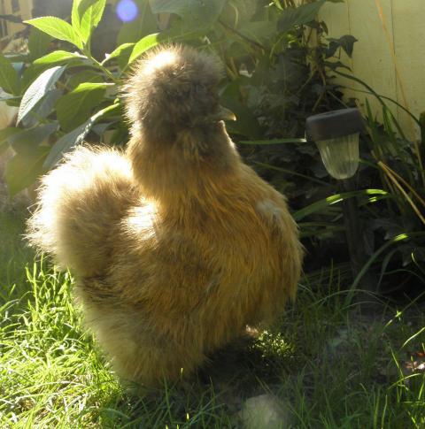 5840_pullet.jpg