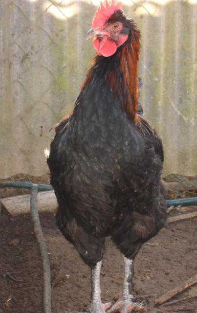 58449_dark-front.jpg