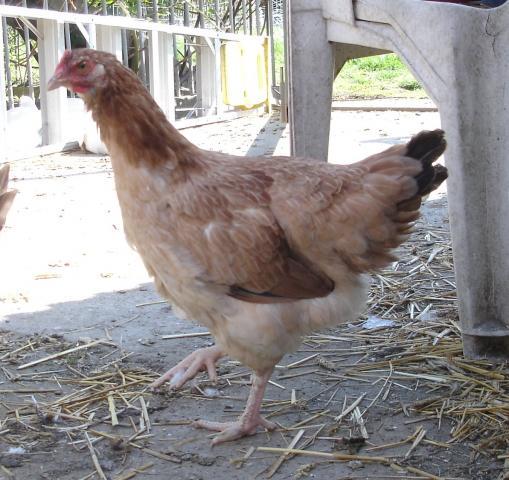 58449_dsc08474cropped.jpg