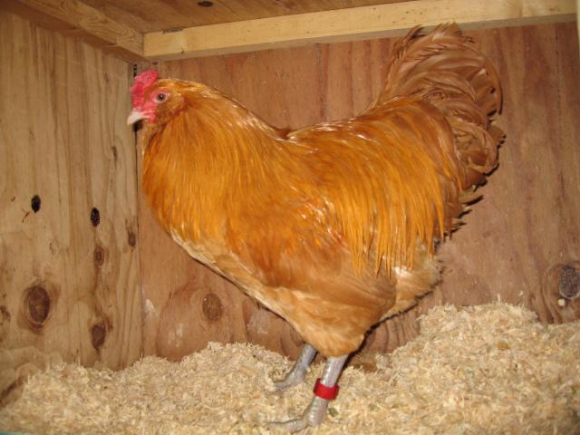 12+ Buff Ameraucana Hatching Eggs | BackYard Chickens - Learn How to Raise  Chickens
