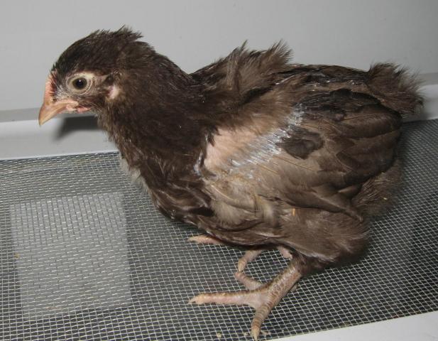 5845_auction_cockerel.jpg