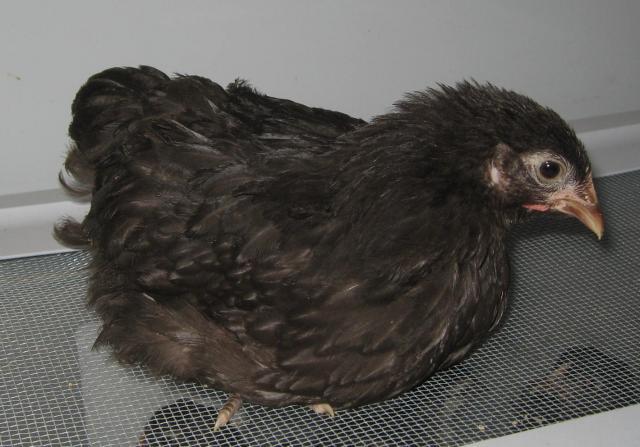 5845_auction_pullet.jpg