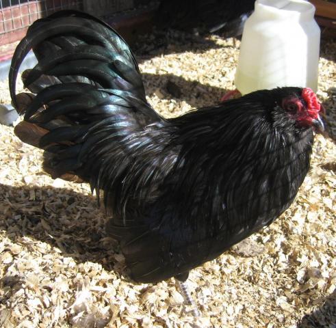 5845_bantam.jpg