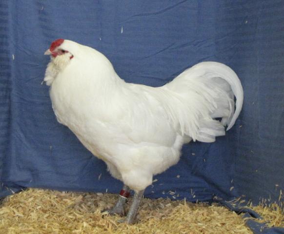 5845_blanco.jpg