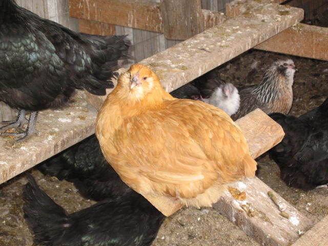 5845_buffpullet.jpg