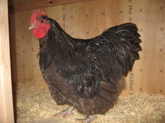 5845_cockerel.jpg