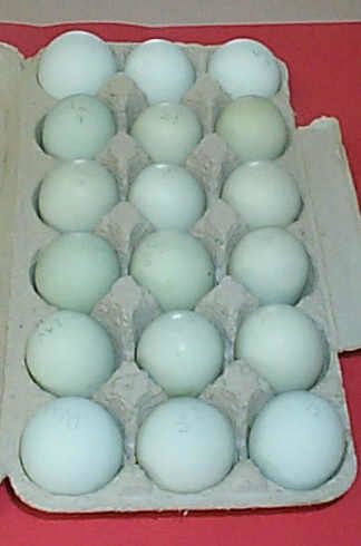 5845_laveggs.jpg