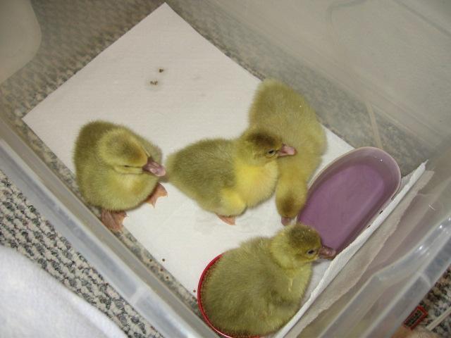 5845_new_babies1.jpg