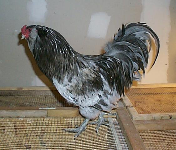 5845_p0002229.jpg