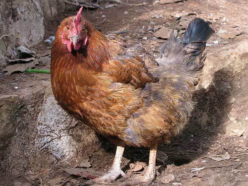 58476_bigmomma_molt.jpg