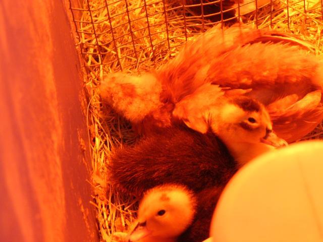 58483_p1050142.jpg