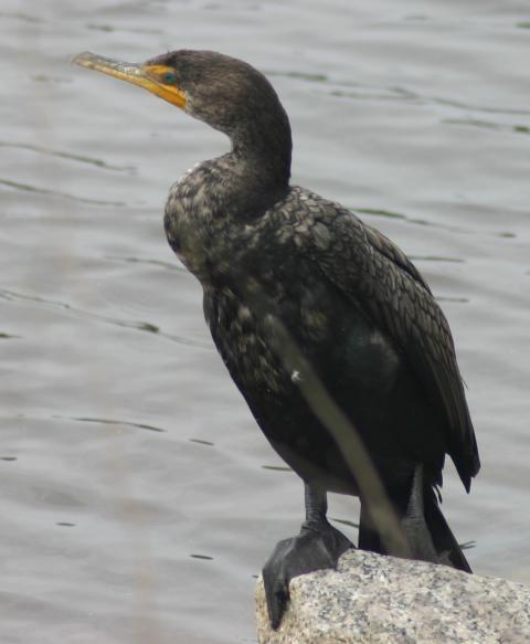 58498_double-crested20cormorant20huntington20beach20sp2031808201.jpg