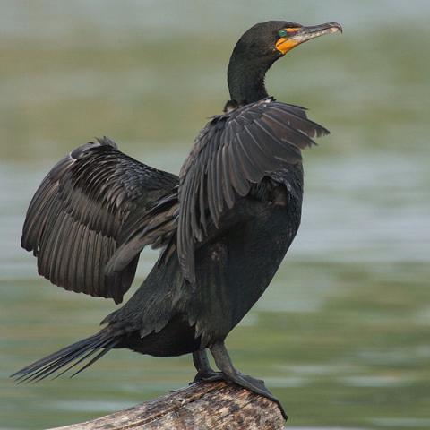 58498_double20crusted20cormorant.jpg