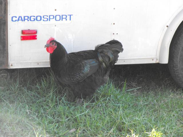 58523_dscf0428.jpg