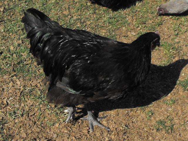 58523_dscf0441.jpg