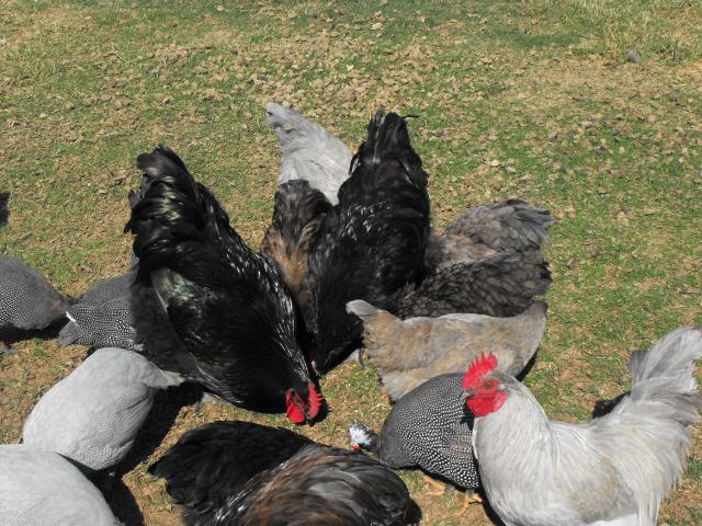 58523_dscf0443.jpg