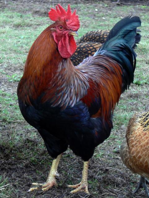 58552_chester2.jpg