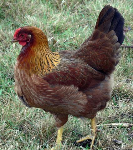 58552_partridgepullet.jpg