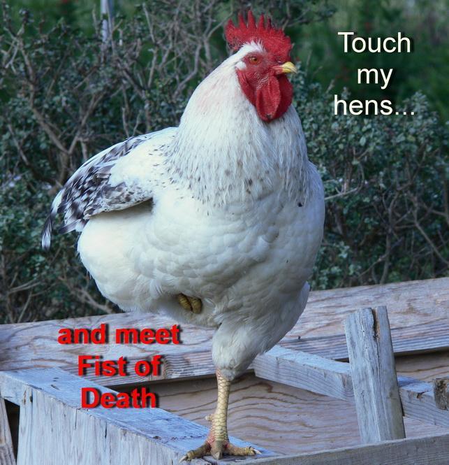 58552_rexxfistofdeath.jpg