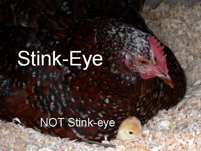 58552_stinkeyeornot.jpg