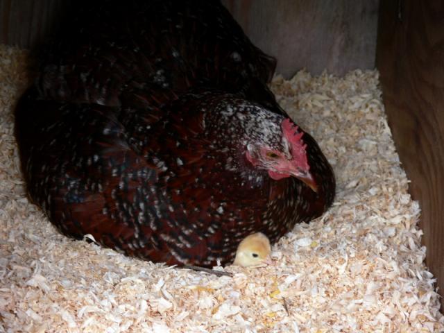 58552_sussexwithchick.jpg