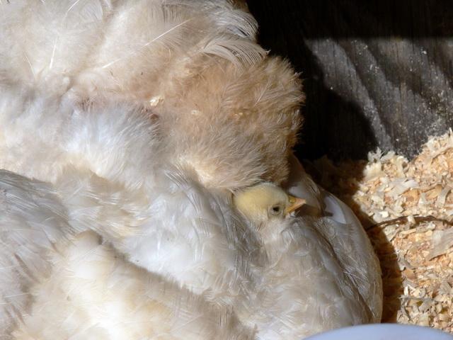 58552_wandajeanchickwing.jpg