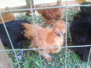 58575_red_silkie.jpg