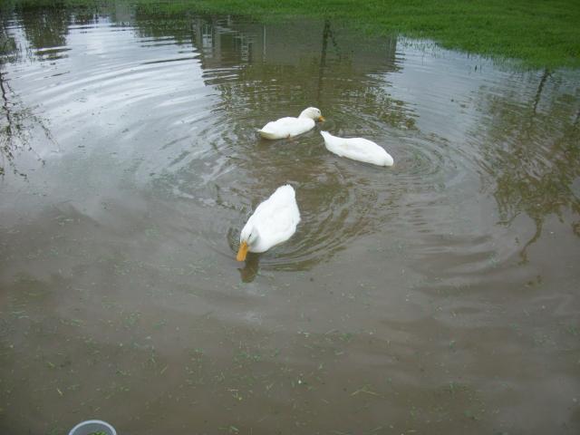58585_019.jpg