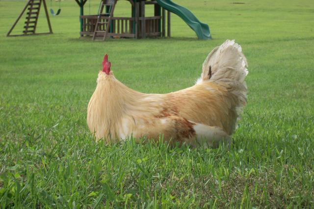 58585_bird_089.jpg