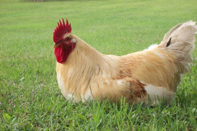 58585_bird_101.jpg