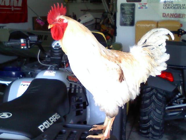 58585_birdatdoor6.jpg