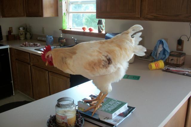 58585_birdinkitchen3.jpg