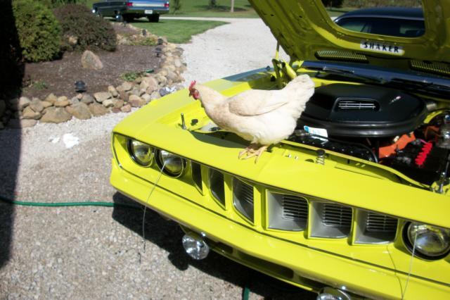 58585_birdncuda_061.jpg