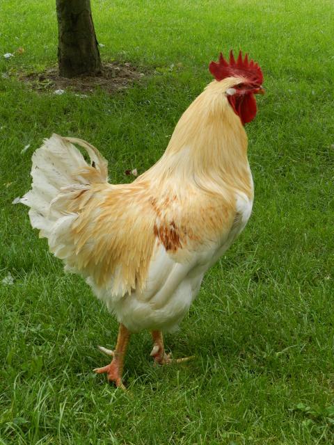 58585_chickens_008.jpg