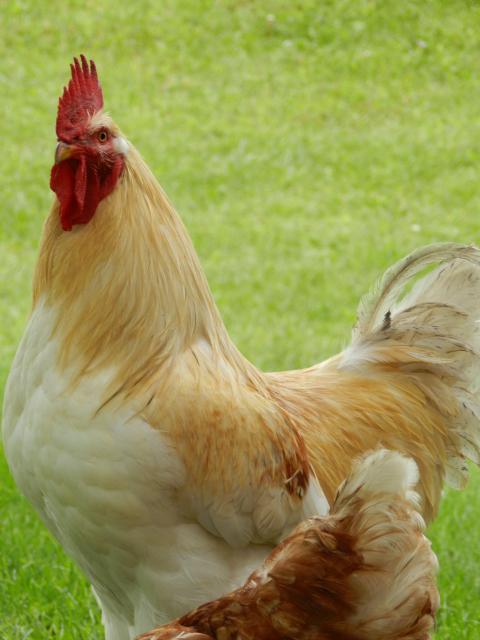 58585_chickens_020.jpg