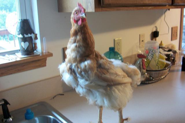 58585_chickens_040.jpg