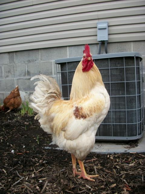 58585_chickens_053.jpg