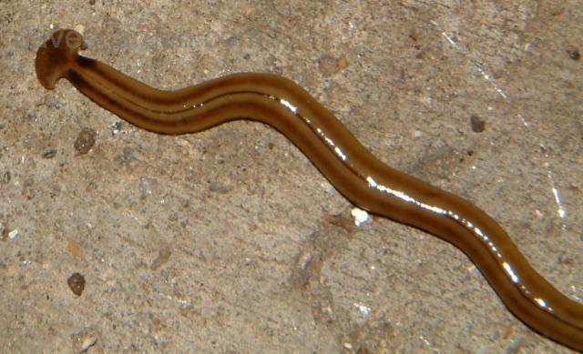 58585_hammerheadworm.jpg