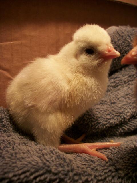 58585_new_peeps_072.jpg