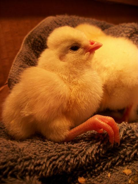 58585_new_peeps_086.jpg