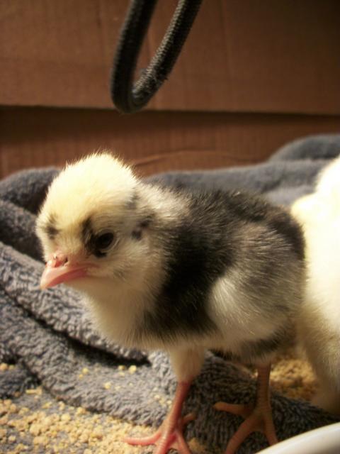 58585_new_peeps_110.jpg