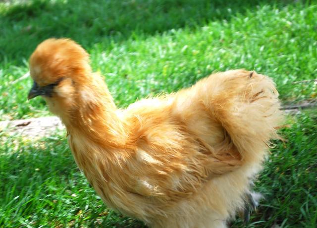 58704_buff_silkie.jpg