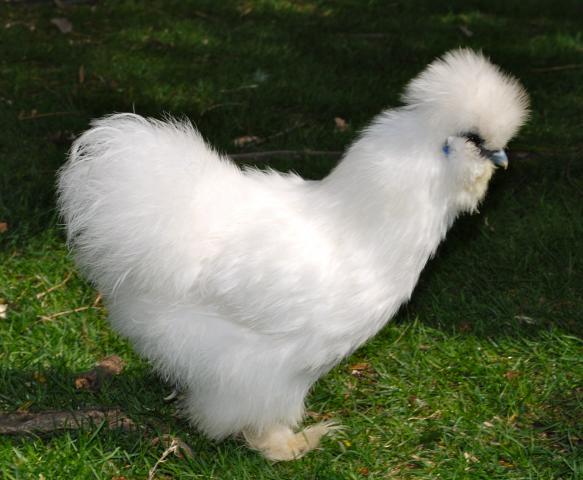 http://www.backyardchickens.com/t/510635/silkie-bantam-hen-or-roo