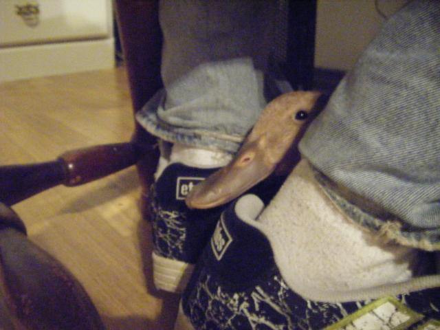 58749_dscf2925.jpg