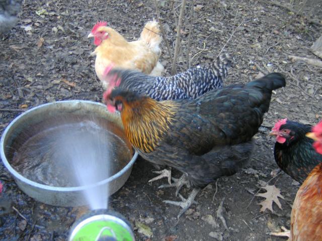5874_bc_orpington_hen_11-3-09.jpg