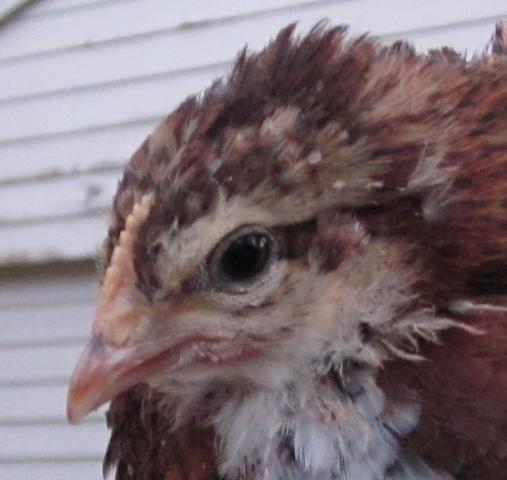 587_20110428_sd_head.jpg