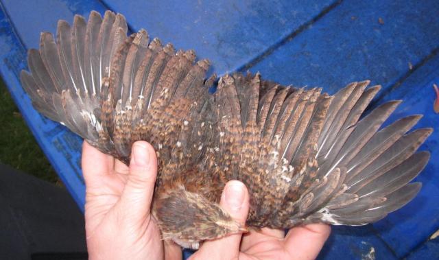 587_20110428_sd_wing.jpg