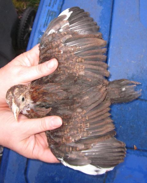 587_20110428_sl_wing.jpg