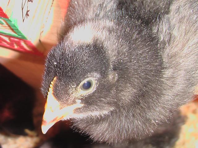 58800_babychick.jpg