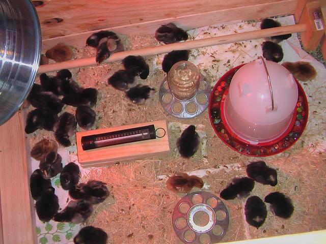 58800_brooder38chicks.jpg 58800_brooder38chicks.jpg